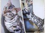 Ice - Bengal Cat For Sale - Arvada, CO, US