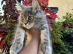 Cherry - Maine Coon Kitten For Sale - Hollywood, FL, US