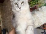 Arctica - Maine Coon Kitten For Sale - FL, US