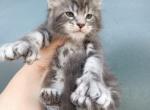 Simba - Maine Coon Kitten For Sale - Hollywood, FL, US