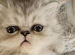 HELLO KITTY Silver Shaded Chinchilla Persian Boy 1 - Persian Kitten For Sale - VA, US
