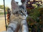 Rosie - Maine Coon Kitten For Sale - Hollywood, FL, US