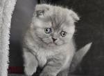 SOLD SCOTTISH FOLD Kittens - Scottish Fold Kitten For Sale - Lockport, IL, US