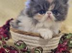 Rapunzel - Persian Kitten For Sale - Shasta, CA, US