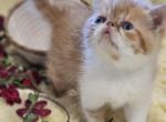 Hansel - Exotic Kitten For Sale - 