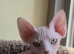 Sally - Sphynx Kitten For Sale - Brooklyn, NY, US