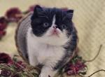 Gretel - Exotic Kitten For Sale - Shasta, CA, US