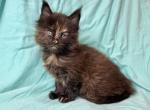 Snickers - Maine Coon Kitten For Sale - New Park, PA, US