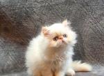 Persian and Himalayan Kittens - Persian Kitten For Sale - MO, US