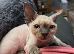Blue pointed Barnaby - Devon Rex Kitten For Sale - Stanford, MT, US