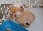 YOYO's youngsters - Devon Rex Kitten For Sale - Stanford, MT, US