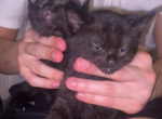 Adorable Burmese kittens - Burmese Kitten For Sale - 