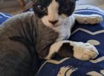 Bonita - Devon Rex Kitten For Sale - Stanford, MT, US