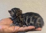 Bengal babies - Bengal Kitten For Sale - Rialto, CA, US