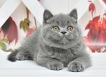 Urvin1 - British Shorthair Kitten For Sale - Los Angeles, CA, US