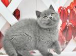 Irvis 2 - British Shorthair Kitten For Sale - Los Angeles, CA, US