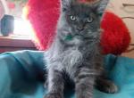 Groot - Maine Coon Kitten For Sale - Brighton, CO, US