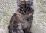 Uma - Maine Coon Kitten For Sale - Brighton, CO, US