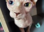 Two colors eyes - Sphynx Kitten For Sale - 