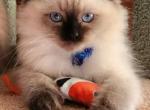 Apollo Ragdoll - Ragdoll Kitten For Sale - 