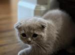 Sweet - Scottish Fold Kitten For Sale - Clackamas, OR, US