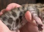 Cheeto new kitten litter - Bengal Kitten For Sale - Chicago Ridge, IL, US