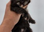 Polly - Maine Coon Kitten For Sale - Rockford, IL, US