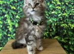 BIG BOY - Maine Coon Kitten For Sale - Chillicothe, MO, US