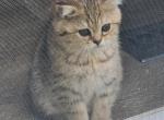 Lola beautiful girl - Scottish Straight Kitten For Sale - Naperville, IL, US