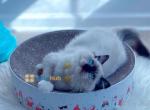 Lily sweet cuddly princess - Ragdoll Kitten For Sale - Fairfax, VA, US