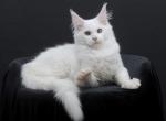 Halc - Maine Coon Kitten For Sale - Kansas City, MO, US