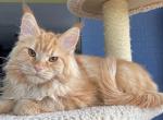 Xiaomi - Maine Coon Cat For Sale - 