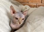 Ellie - Sphynx Kitten For Sale - Houston, TX, US