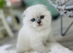 Summer - Scottish Fold Kitten For Sale - Charlottesville, VA, US