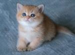 Girl A - British Shorthair Kitten For Sale - Yorktown, VA, US