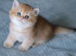 Girl B - British Shorthair Kitten For Sale - Yorktown, VA, US