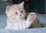 Girl C - British Shorthair Kitten For Sale - Yorktown, VA, US