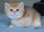 Boy A - British Shorthair Kitten For Sale - 