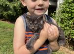 Scar - Maine Coon Kitten For Sale - New Park, PA, US