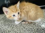 Boots - Domestic Kitten For Sale - Bronx, NY, US