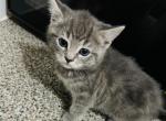 Sylvia - Domestic Kitten For Sale - Bronx, NY, US