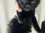 Panther - Domestic Kitten For Sale - Bronx, NY, US