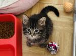 Fuzzy - Domestic Kitten For Sale - Bronx, NY, US