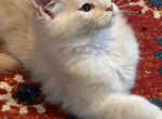 Miss Beans 2 Junior - Maine Coon Kitten For Sale - Pepperell, MA, US