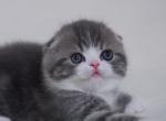 Atos - Scottish Fold Kitten For Sale - Hollywood, FL, US