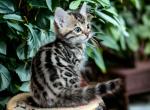 Vesper - Bengal Kitten For Sale - Calimesa, CA, US
