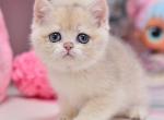 Vickie - British Shorthair Kitten For Sale - Hollywood, FL, US