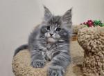 Dyson - Maine Coon Kitten For Sale - Hollywood, FL, US