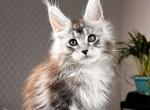 Symphony - Maine Coon Kitten For Sale - Hollywood, FL, US