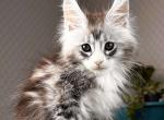 Tor - Maine Coon Kitten For Sale - Hollywood, FL, US